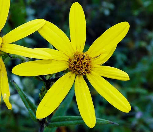{Helianthus smithii}